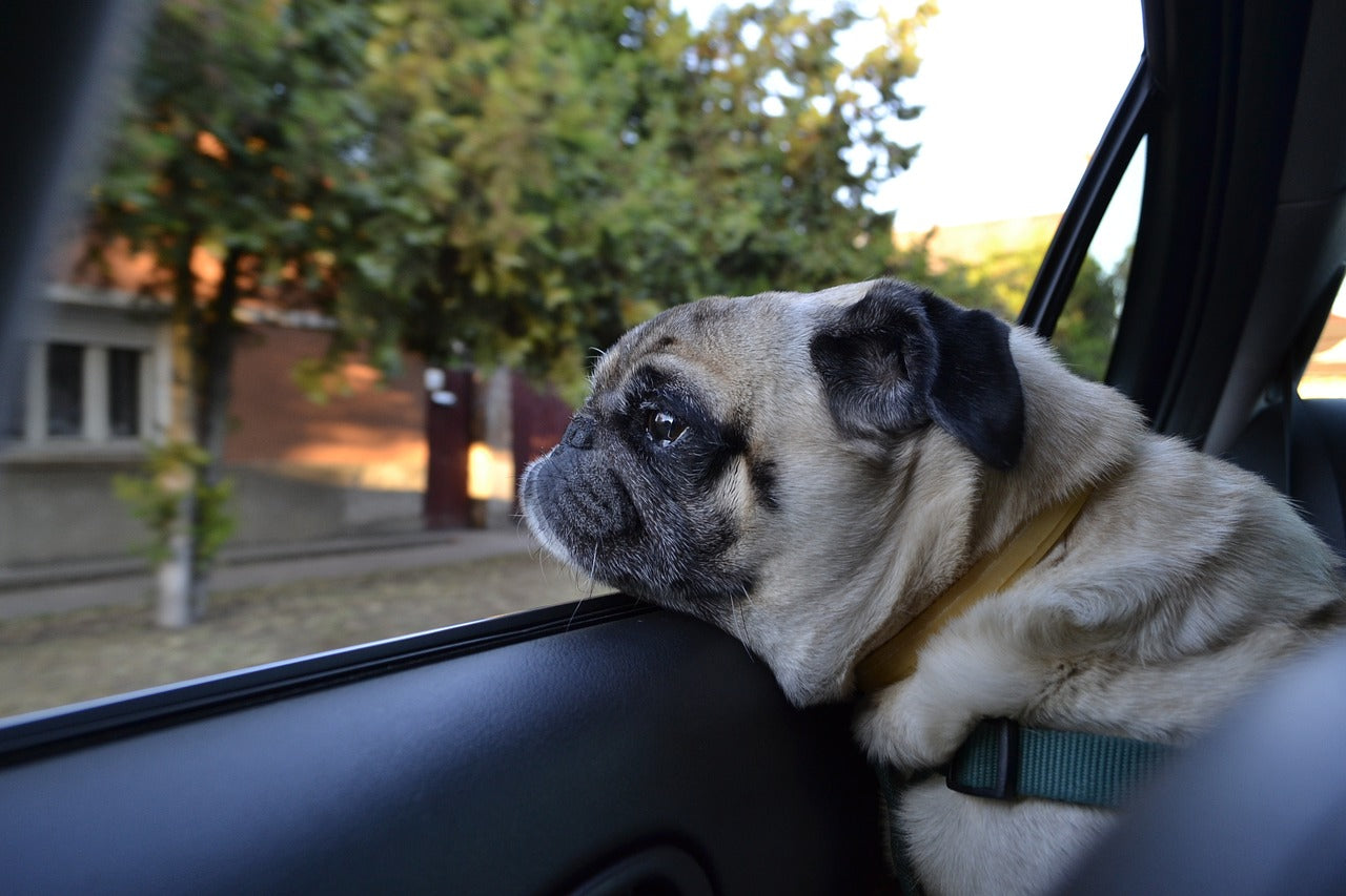 Rest easy knowing our pet harnesses and seat belts ensure a secure ride for your four-legged companions.